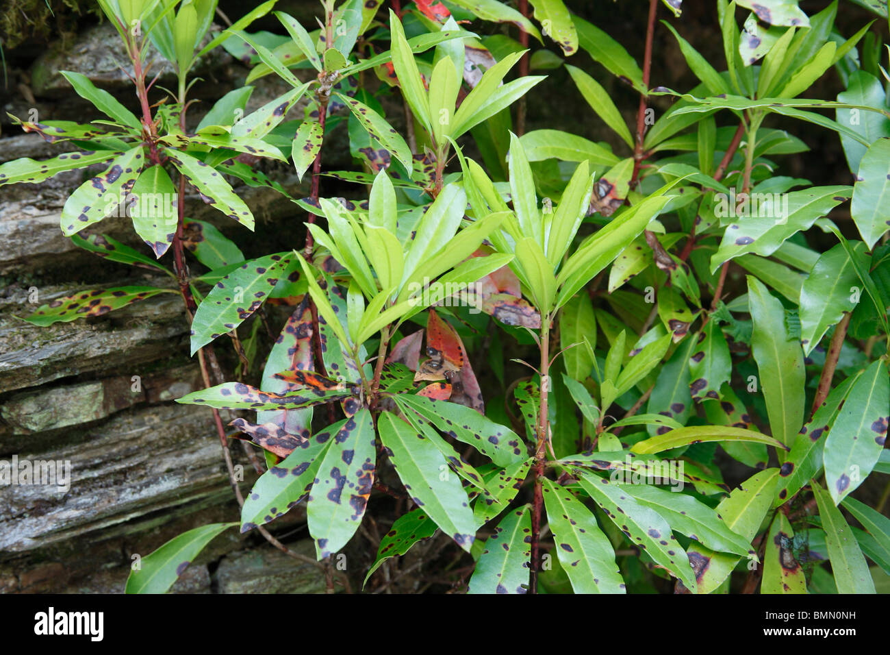 Rododendri che macchia di foglia (Septoria azaleae) pianta con foglie infette Foto Stock