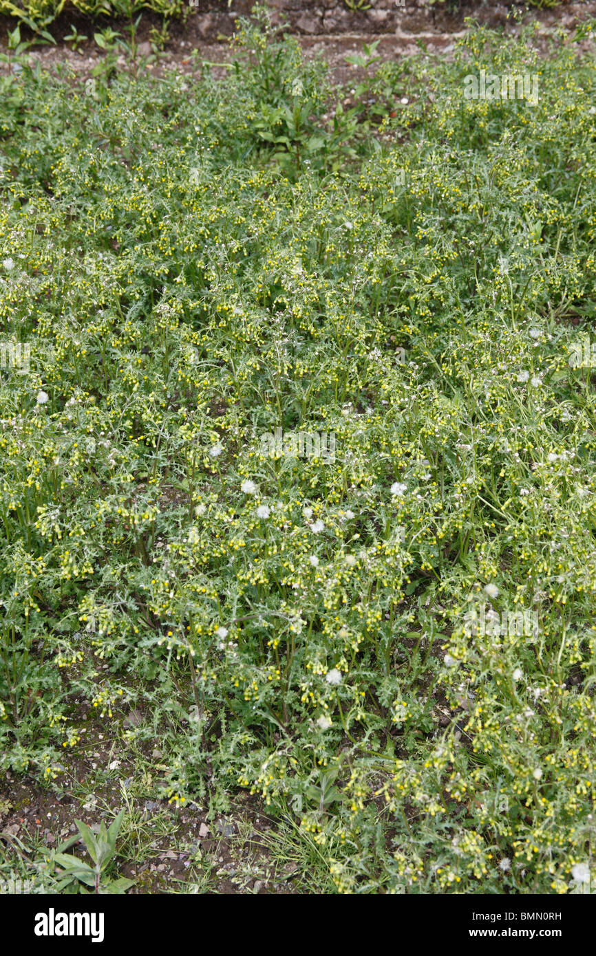 Groundsel (Senecio vulgaris) cresce rapidamente e copre terreno coltivato Foto Stock
