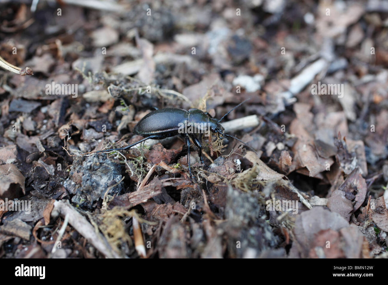 Massa viola beetle (Carabus tendente al violaceo) tra figliata di foglia Foto Stock