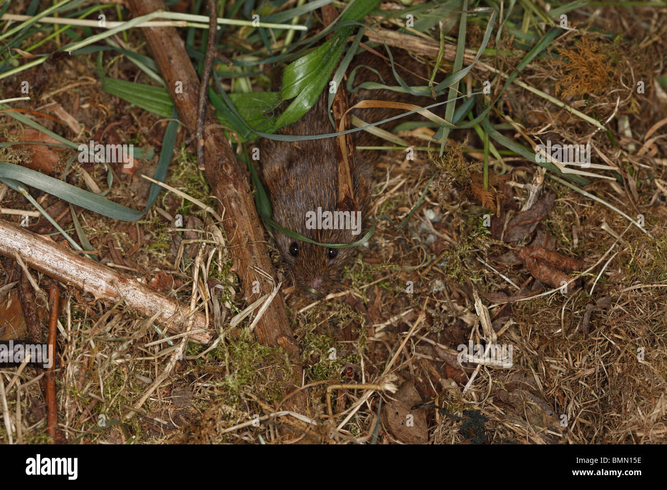 Breve campo codato vole (Microtus agrestis) muovendosi attraverso burrow Foto Stock