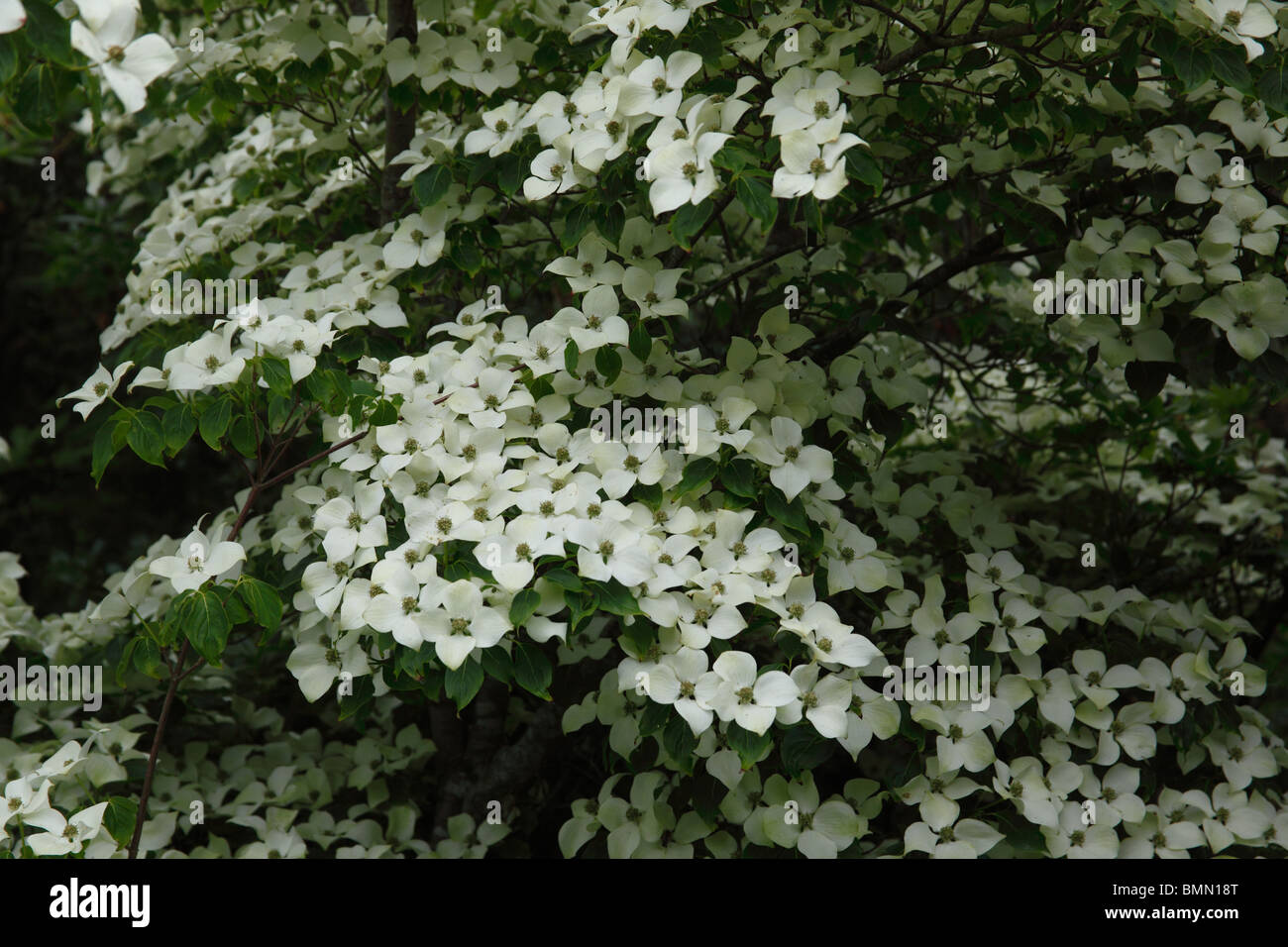 Cornus (Kousa Chine ragazza) close up di fiori Foto Stock