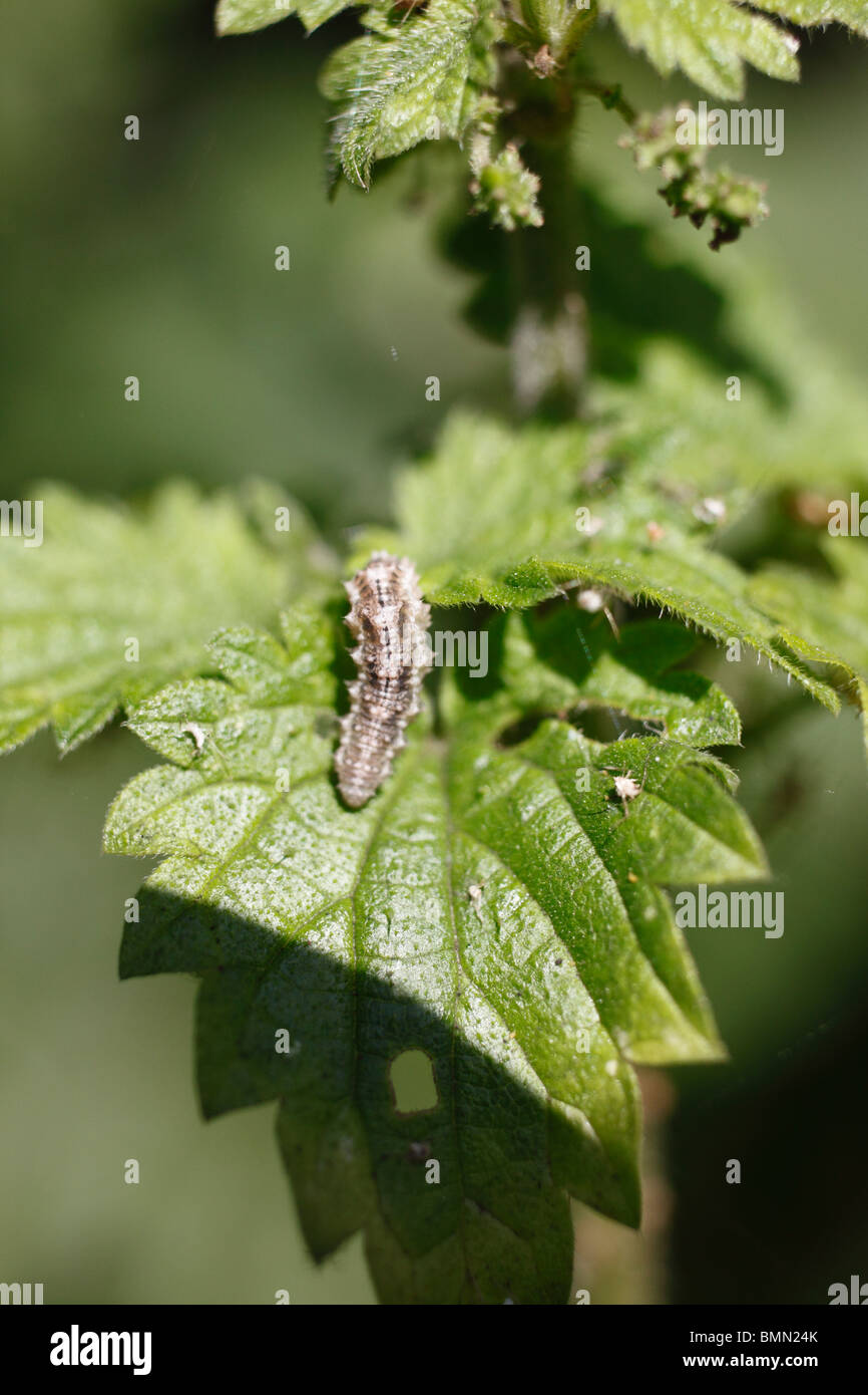 Hoverfly larva (Syrphidae spp) si spostano in foglia di ortica Foto Stock