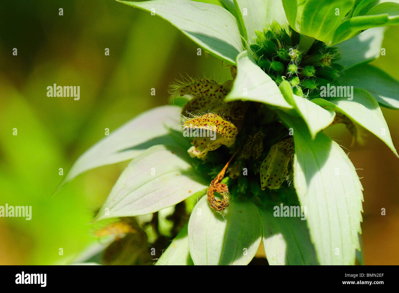 Beebalm macchiato Foto Stock