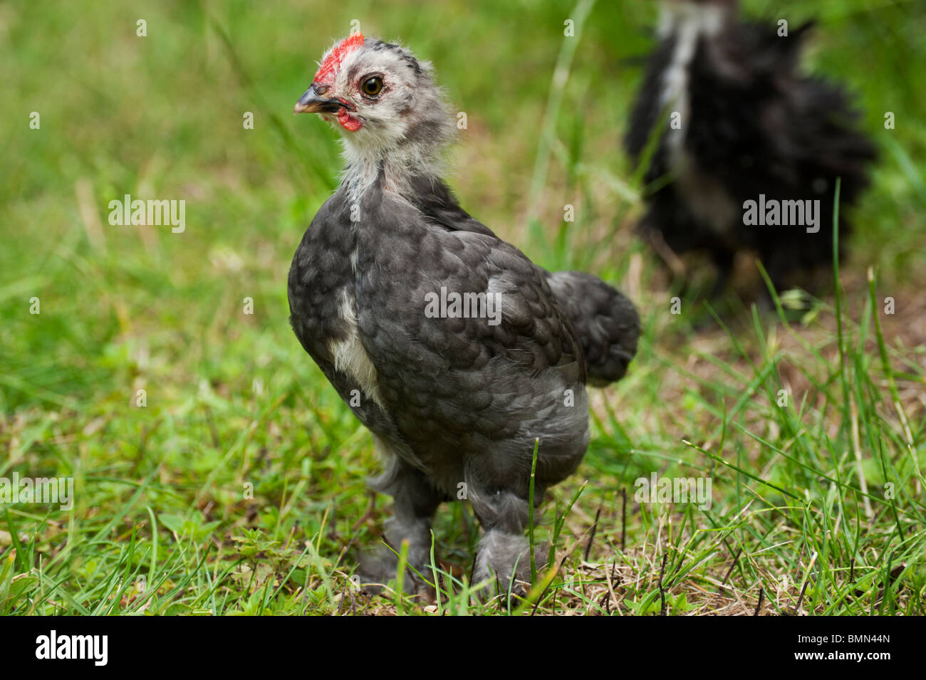 Pekin bantam capretti di pollo (circa un mese) su un prato erboso in Cambridgeshire (frizzle bantam in background). Foto Stock