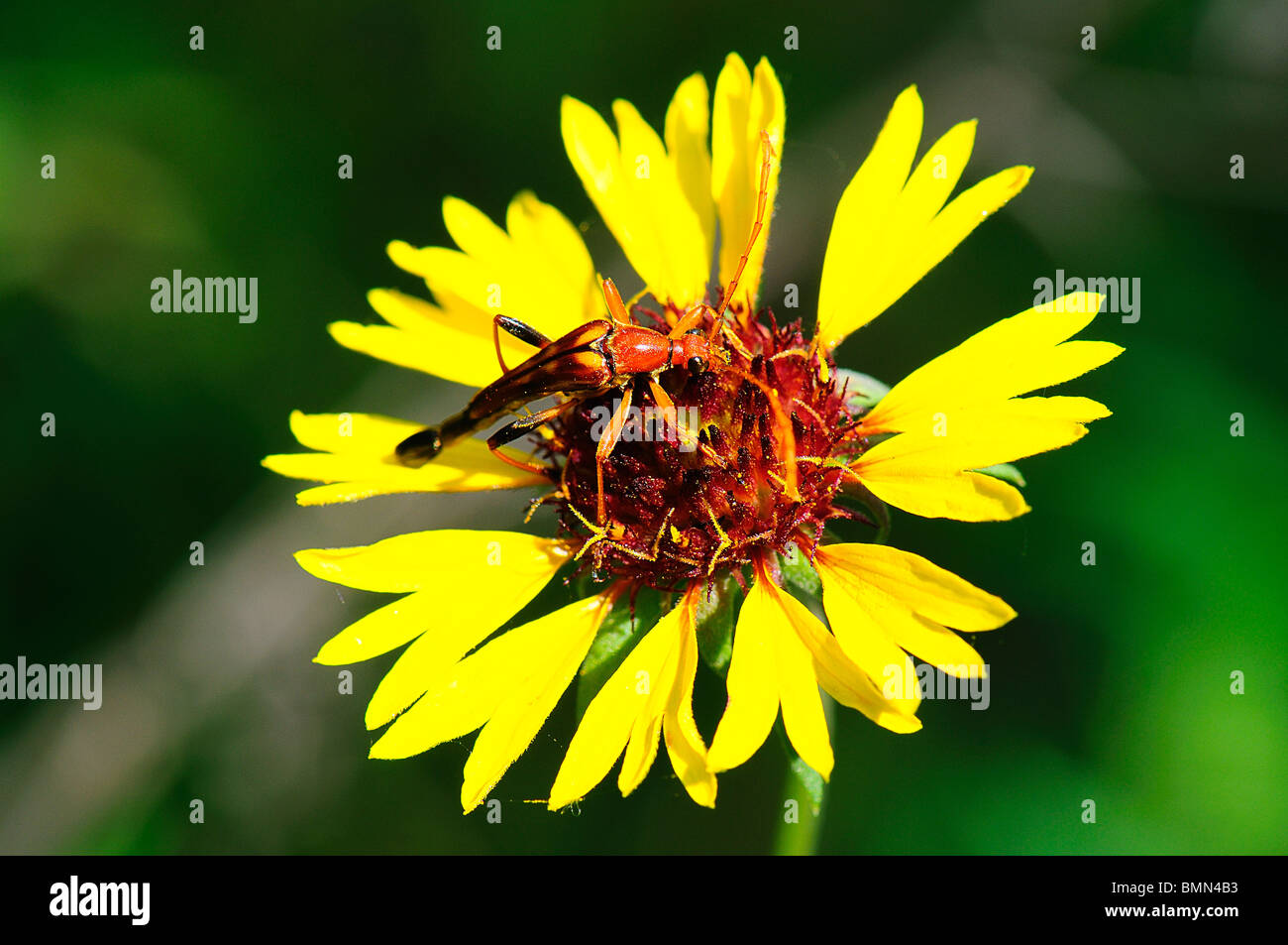 Gli insetti in appoggio su un fiore Foto Stock