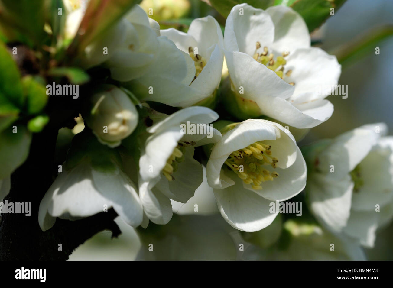 Fioritura di mela cotogna Chaenomeles speciosa nivalis cultivar hardy arbusto Fiori Bianco fiore di primavera fioriscono blossom Foto Stock
