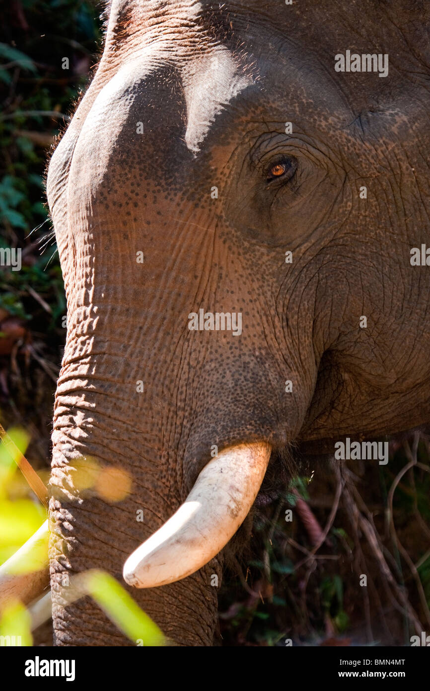La faccia di un elefante, Maesa Elephant Camp, Chiang Mai, Thailandia. Foto Stock