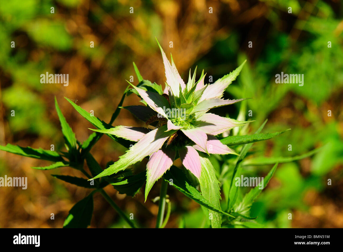 Avvistato Bee balsamo Foto Stock