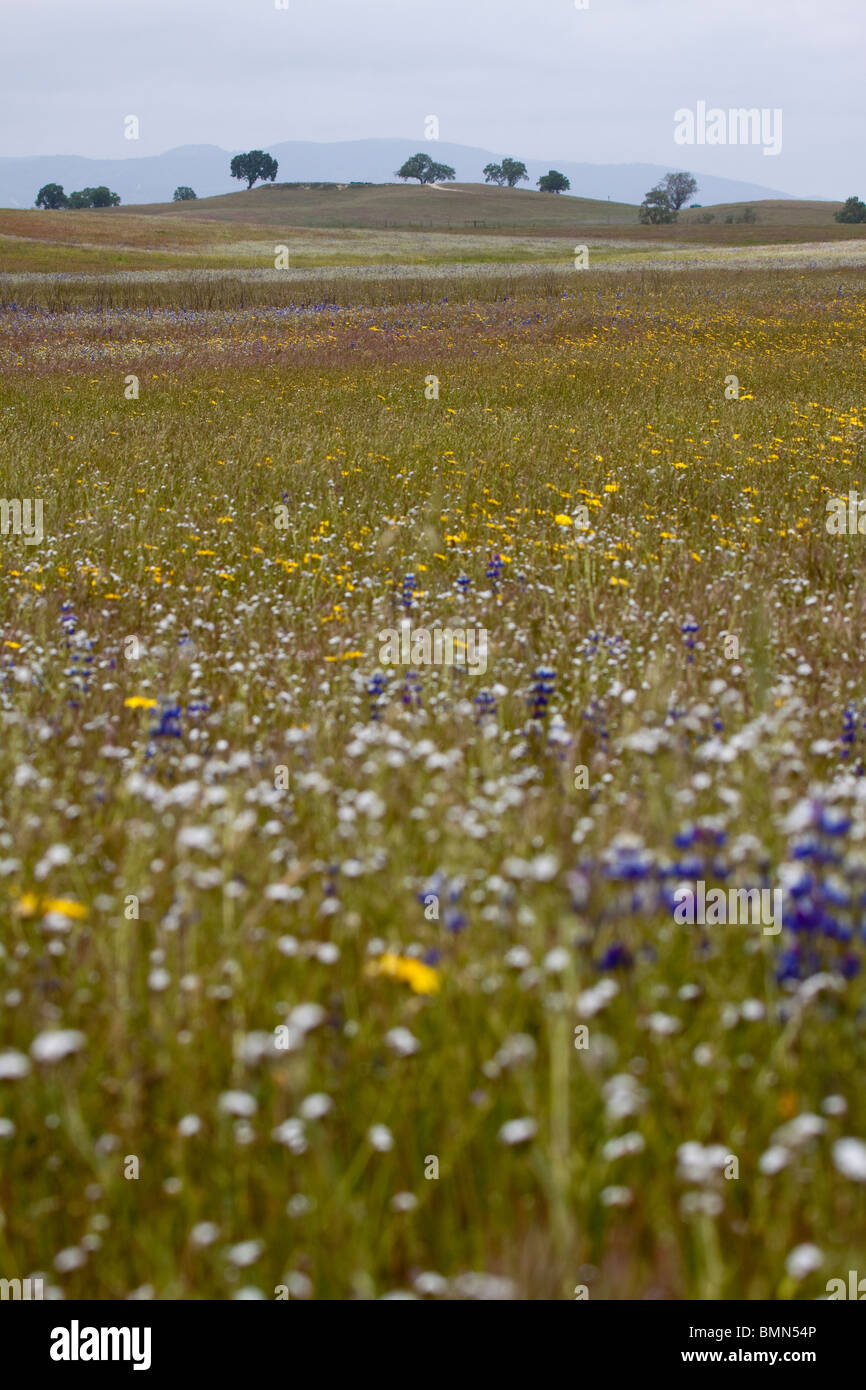 Fiori selvatici che crescono in un campo con lecci all'orizzonte Foto Stock