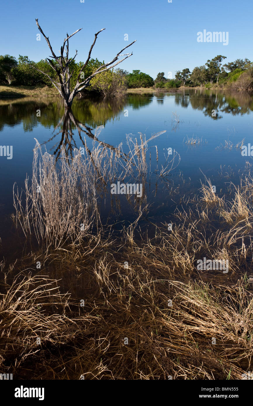 Il nuovo invaso canale Savuti nel nord del Botswana. Foto Stock