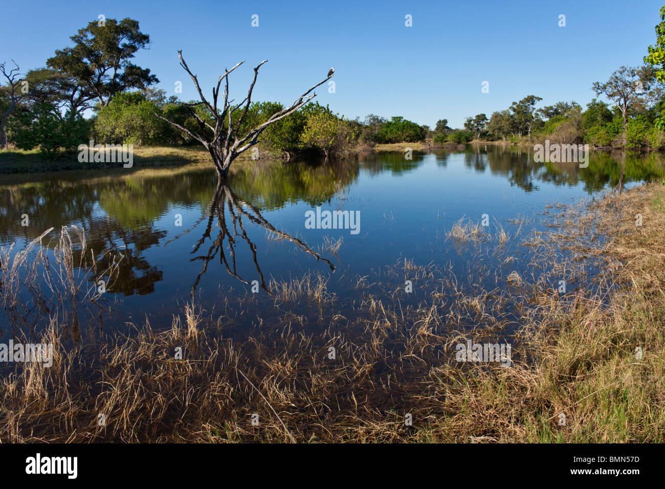 Il nuovo invaso canale Savuti nel nord del Botswana. Foto Stock