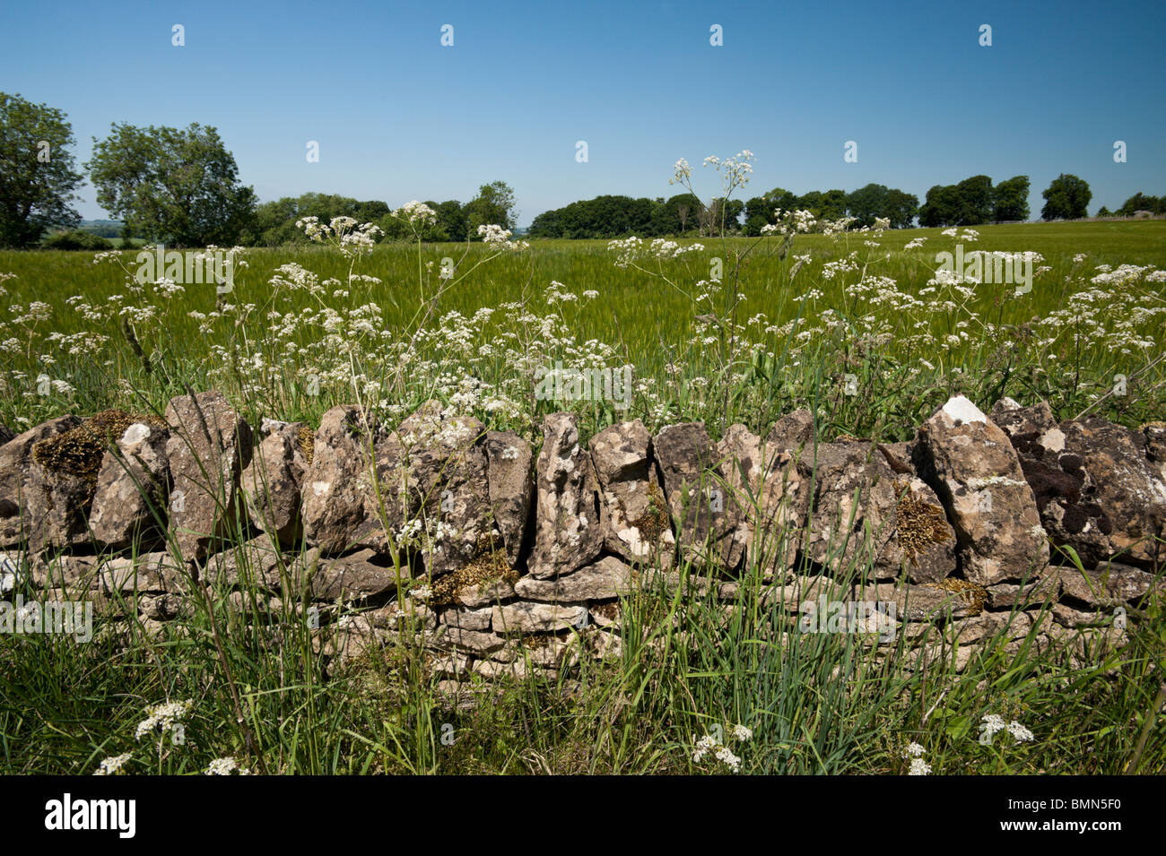 Una stalattite parete separa i campi nel Costswolds vicino Stow-su-il-Wold, Gloucestershire Foto Stock