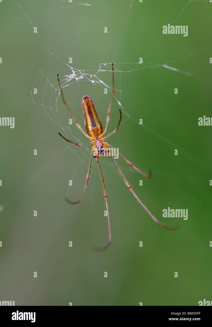 Comune a ganasce lunghe Orb Weaver Spider, Tetragnatha extensa, Tetragnathidae. Dal lato inferiore, filatura web. Foto Stock