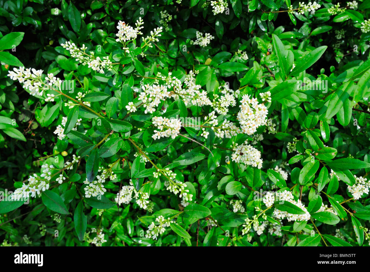 Vista generale dei fiori e delle foglie di wild ligustro (Ligustrum vulgare) Selvatica ligustro fioritura in giugno Foto Stock
