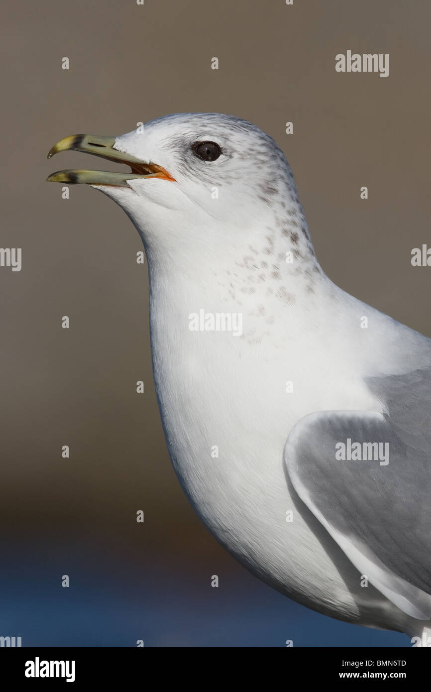 Gabbiano comune, Larus canus Foto Stock