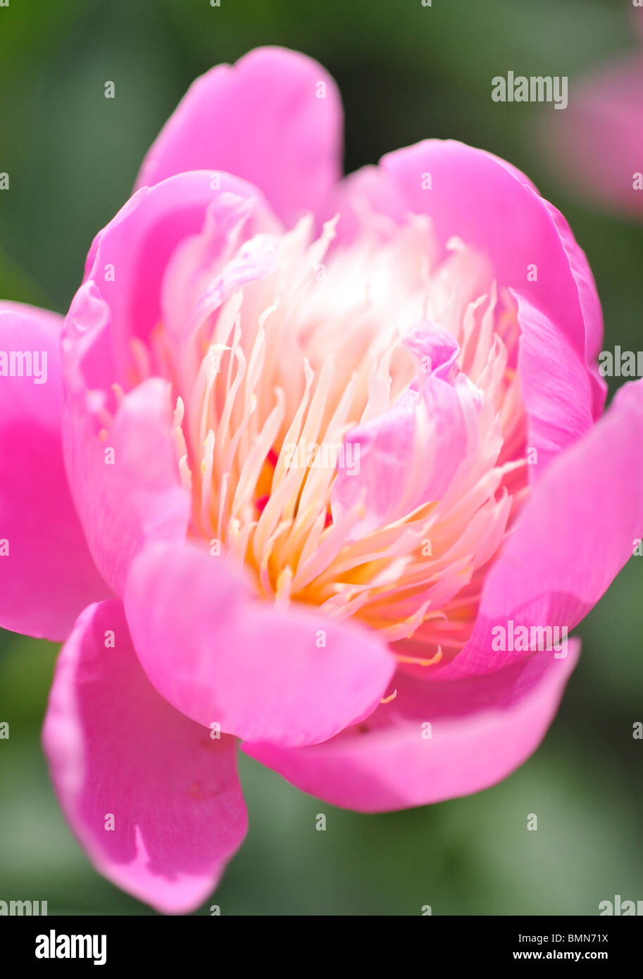 Paeonia lactiflora, anche Peonia Cinese o giardino comune peonia sp "GAY PAREE' Foto Stock
