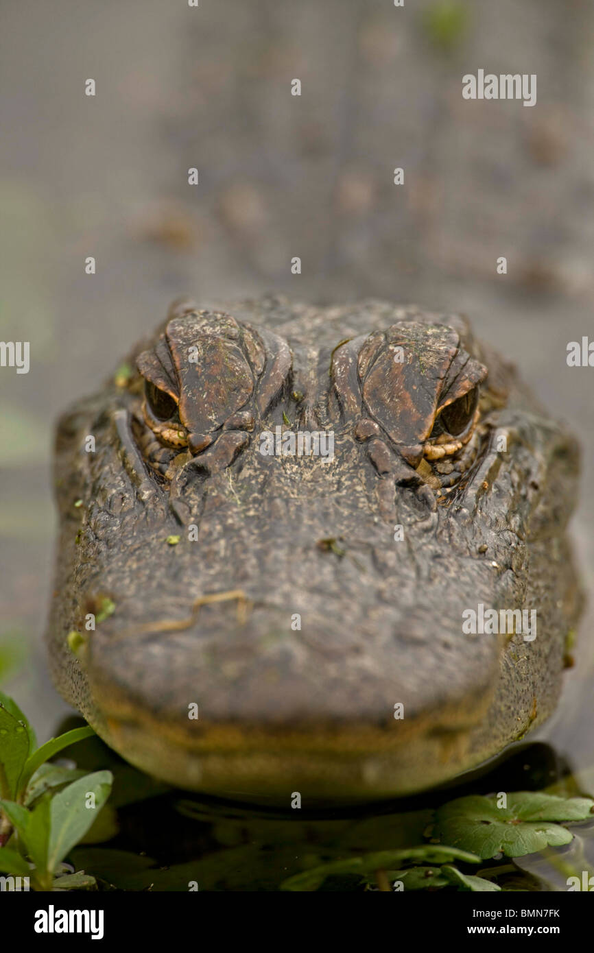 Il coccodrillo americano testa (Alligator mississippiensis) - Louisiana - USA Foto Stock