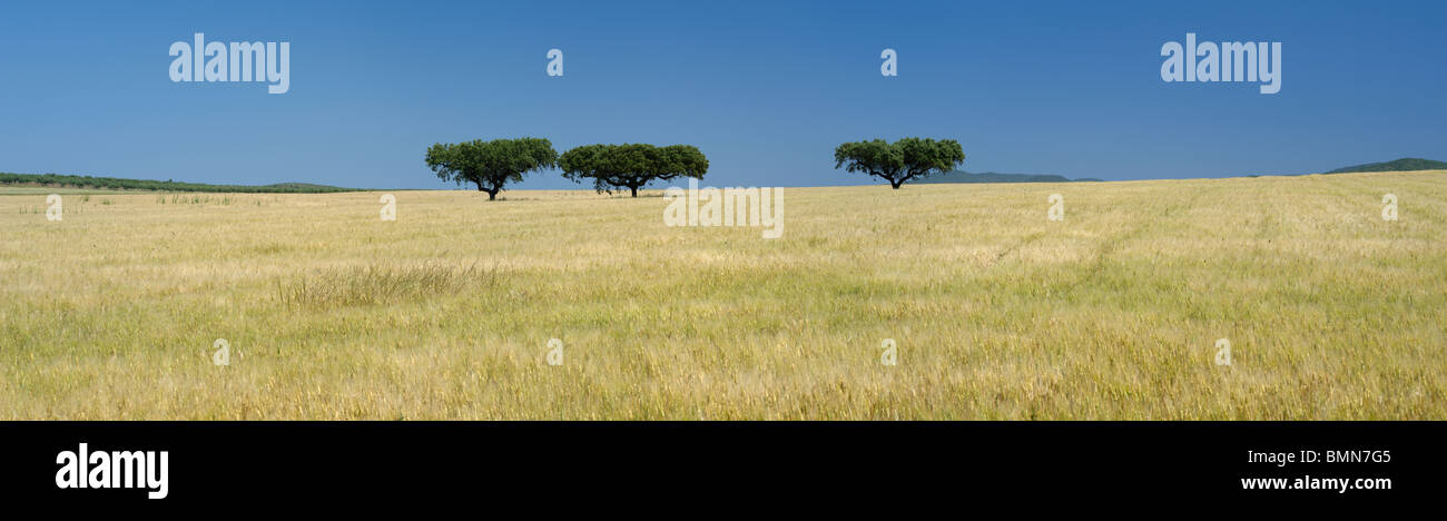 Il Portogallo, l'Alentejo, campo con tre alberi da sughero, vicino Redondo Foto Stock