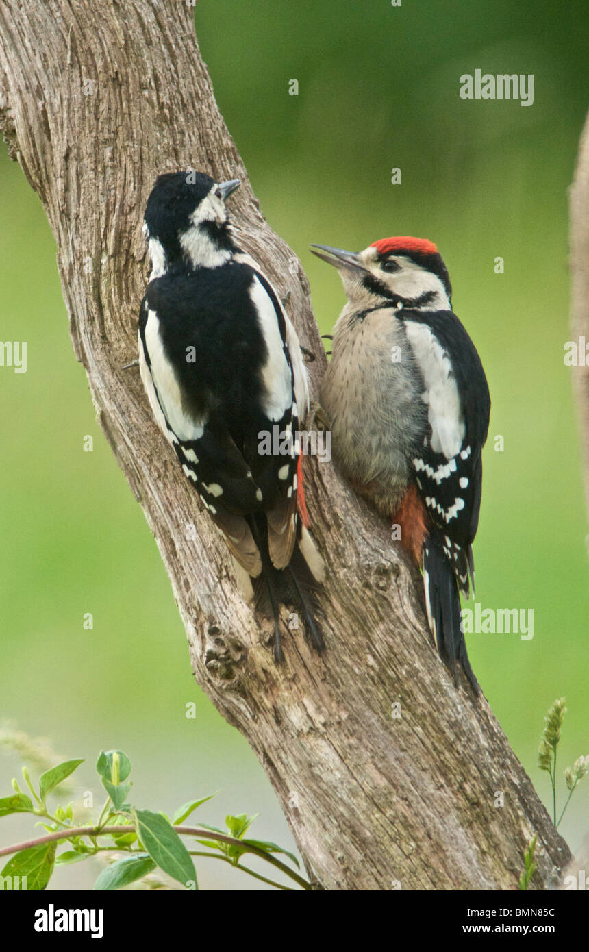 Picchio Rosso (Dendrocopos major) talvolta chiamato Picchio rosso maggiore di un nativo del Regno Unito di un uccello di bosco Foto Stock