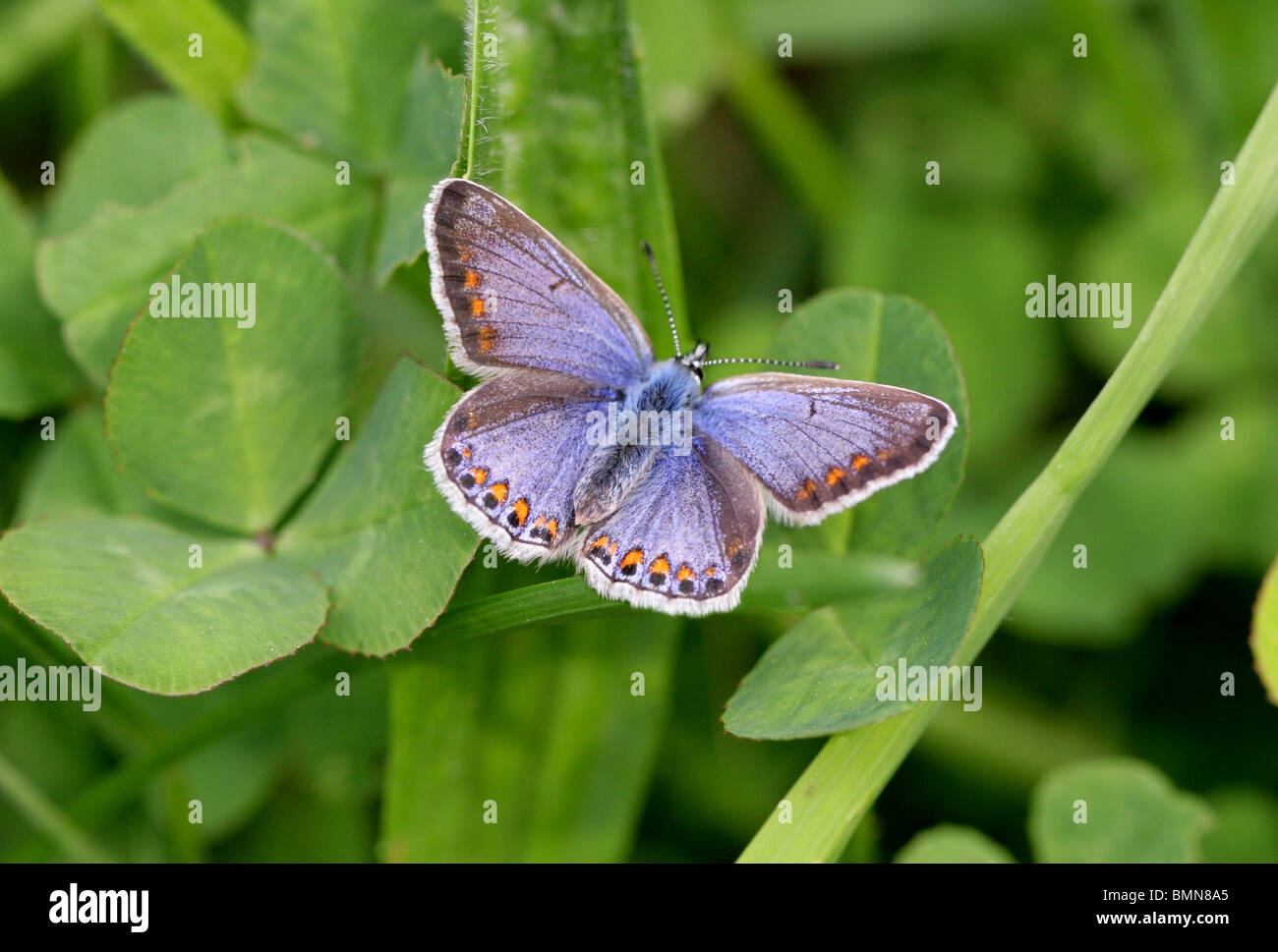 Comune di Blue Butterfly (femmina), Polyommatus icarus, Lycaenidae Foto Stock