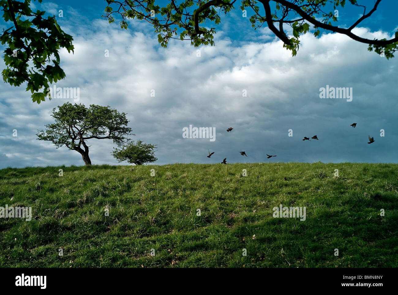 Gli uccelli volare fino al di fuori dell'erba nel Phoenix Park Dublino Irlanda Foto Stock