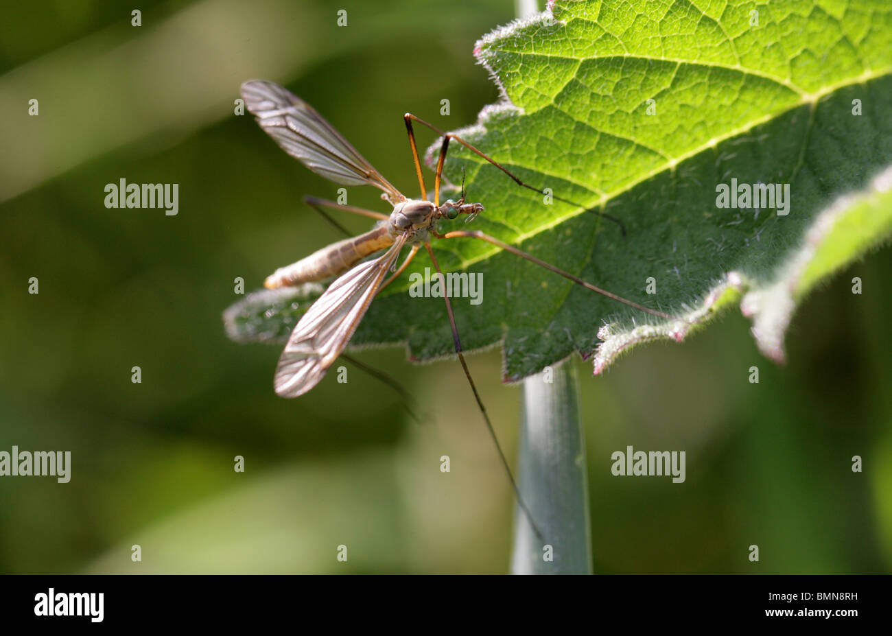 Cranefly o Daddy Long-gambe, Tipula paludosa, Tipulidae (Vero Craneflies) Foto Stock