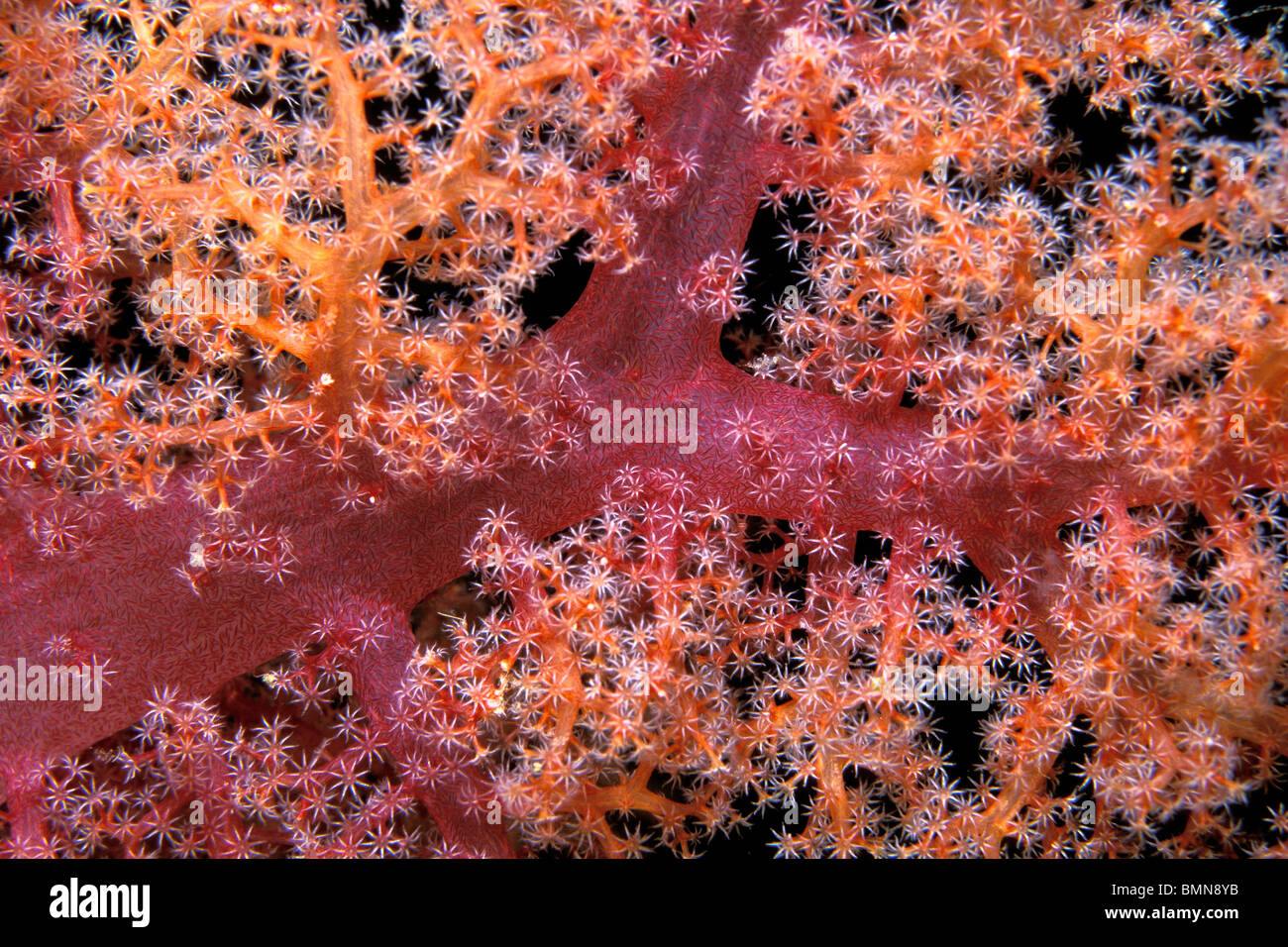 Soft Coral, Dendronephthya sp., Figi, Oceano Pacifico Foto Stock