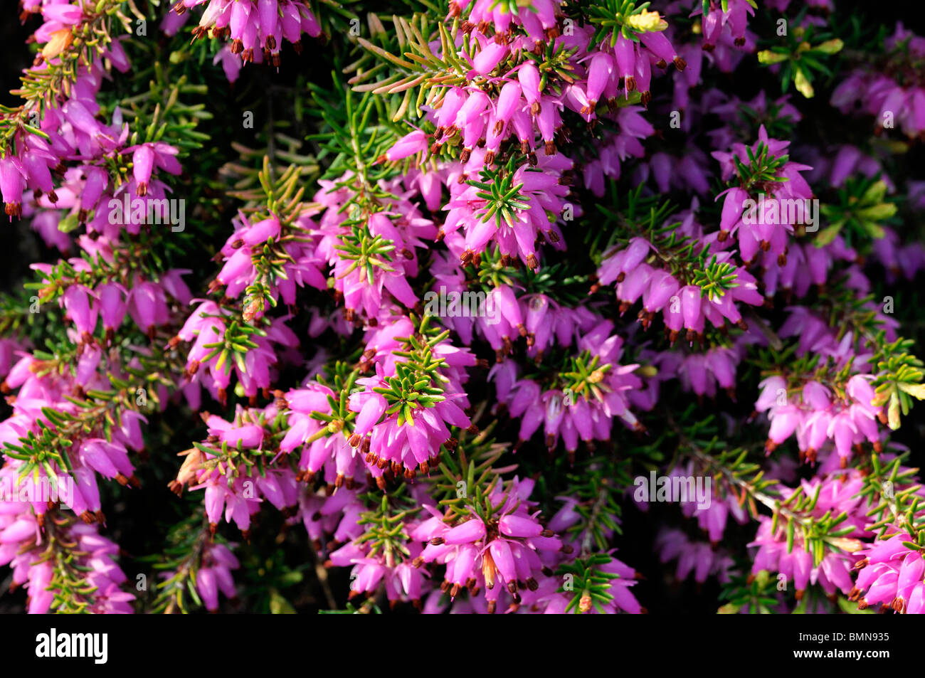 Erica carnea sunshine rambler rosa inverno heath fioritura invernale primavera Heather heath syn. herbacea mediterranea Foto Stock