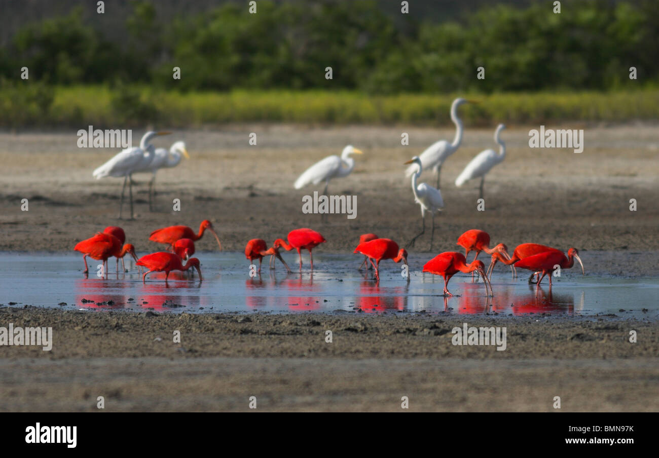 SCARLET IBIS (Eudocimus ruber) e grande garzette (Ardea alba) alimentazione in una piscina poco profonda nella stagione secca, Morrocoy NP, Venezuela. Foto Stock