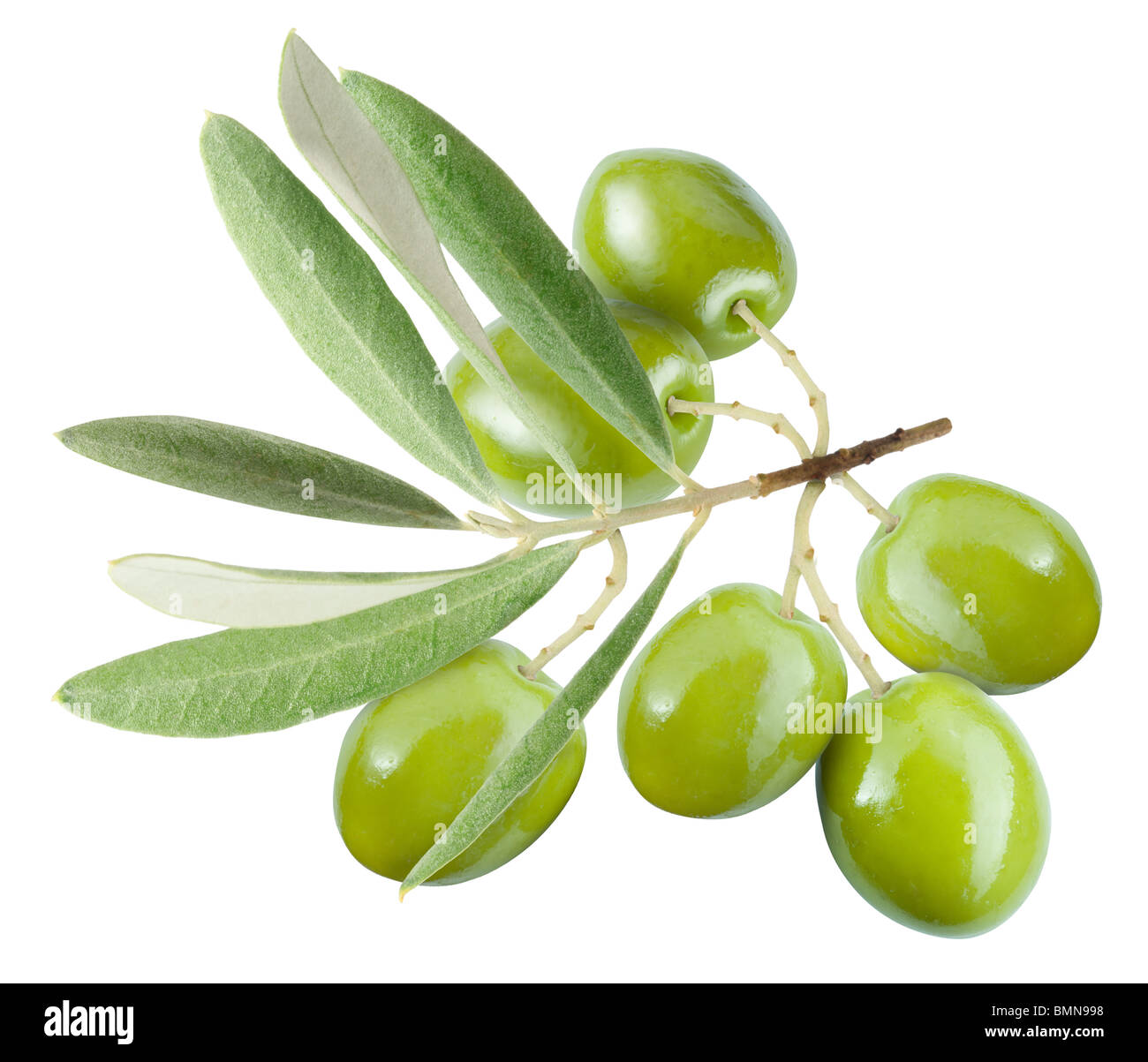 Il ramo con le olive verdi isolati su bianco Foto Stock