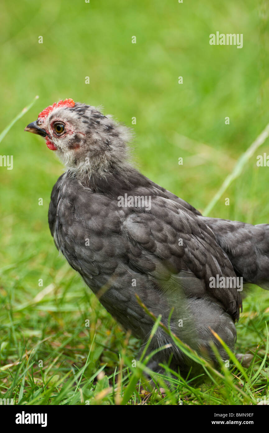 Pekin bantam capretti di pollo (circa un mese) su un prato erboso in Cambridgeshire. Foto Stock