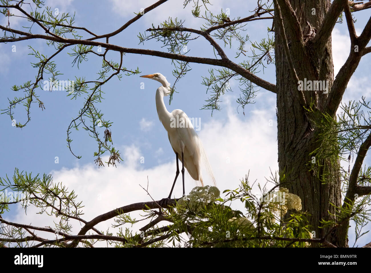 Airone bianco maggiore in una struttura ad albero con cielo blu e nuvole sullo sfondo Foto Stock