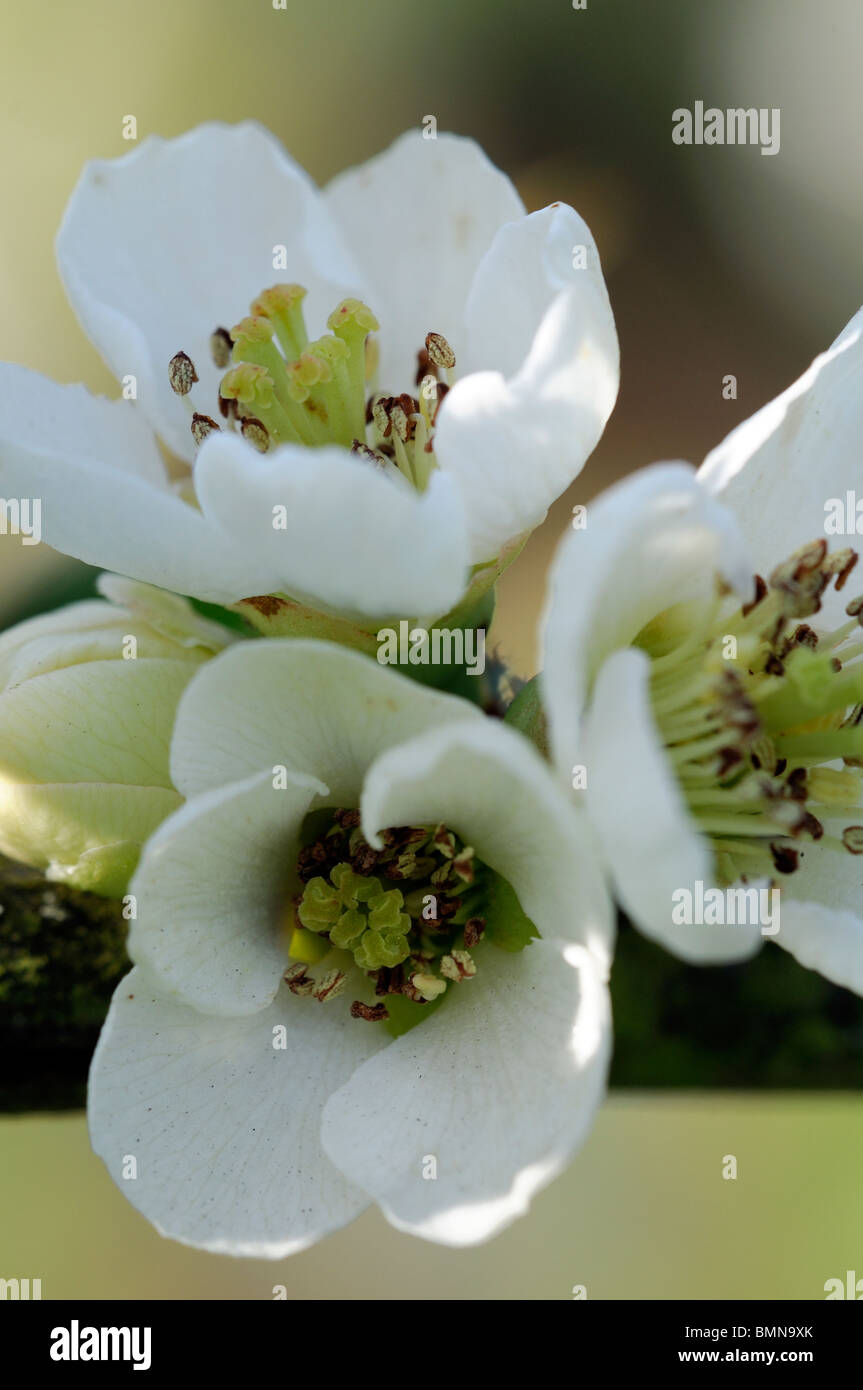 Fioritura di mela cotogna Chaenomeles speciosa nivalis cultivar hardy arbusto Fiori Bianco fiore di primavera fioriscono blossom Foto Stock