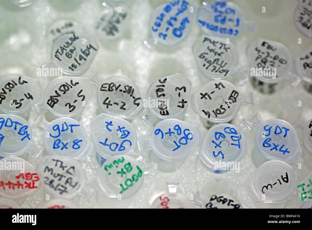 Provette Eppendorf in magazzino frigorifero con ingegnerizzati plasmidi di DNA Foto Stock