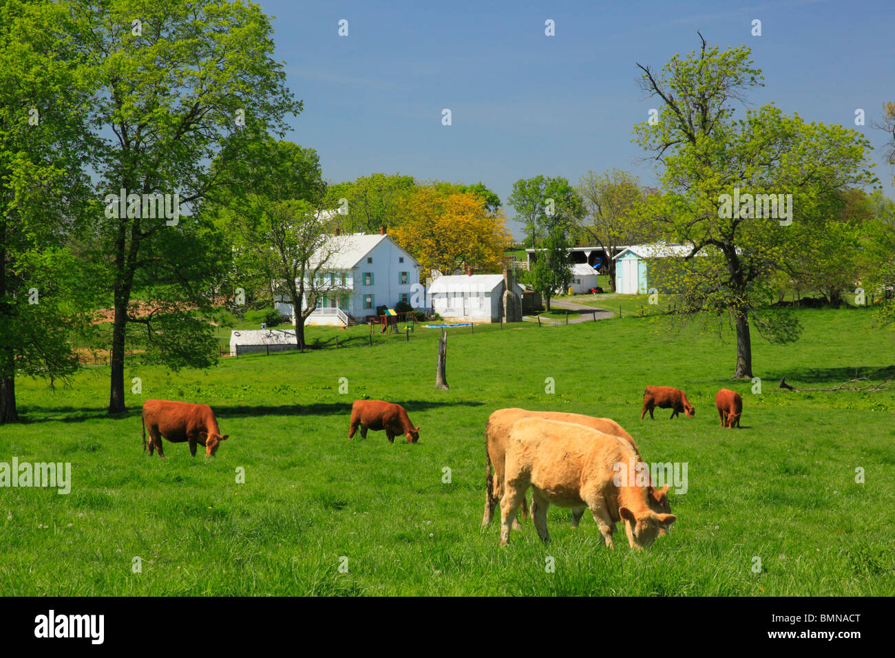 Agriturismo vicino a Locust Grove, Maryland, Stati Uniti d'America Foto Stock