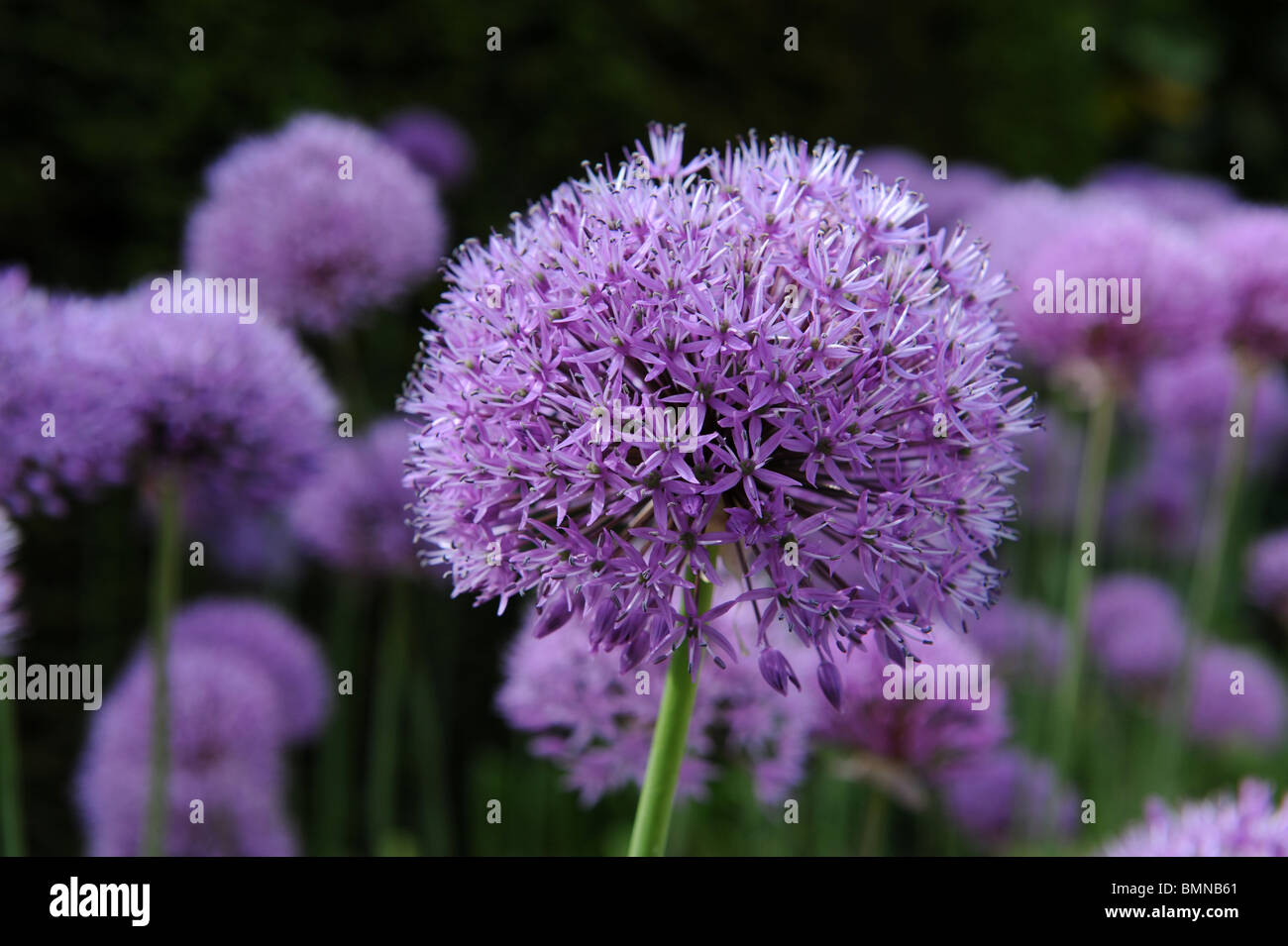 Allium Hollandicum viola sensazione di cipolla ornamentali in fiore Foto Stock