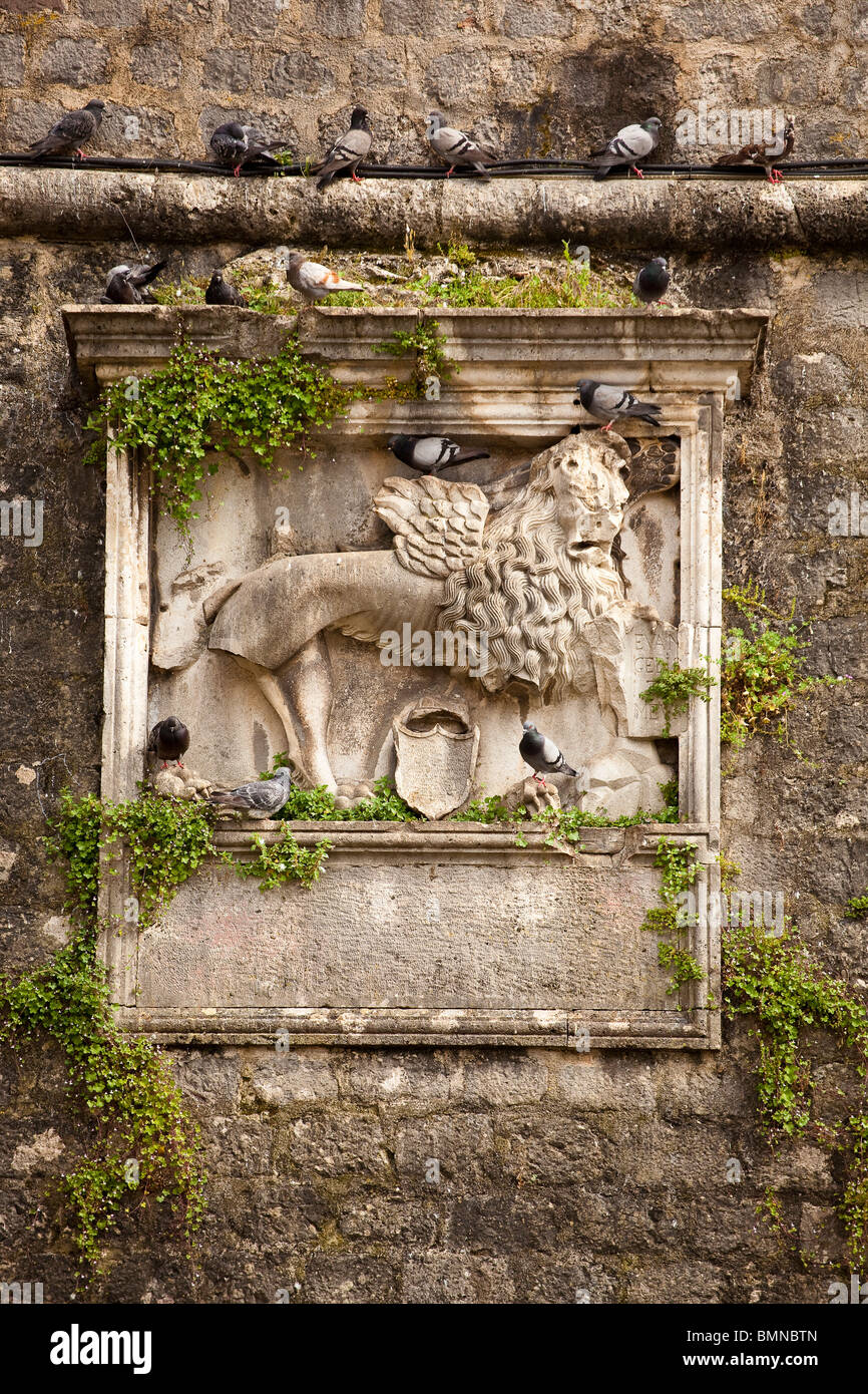 Dettaglio del leone alato - Kotor Montenegro Città Vecchia dettaglio rovine Foto Stock