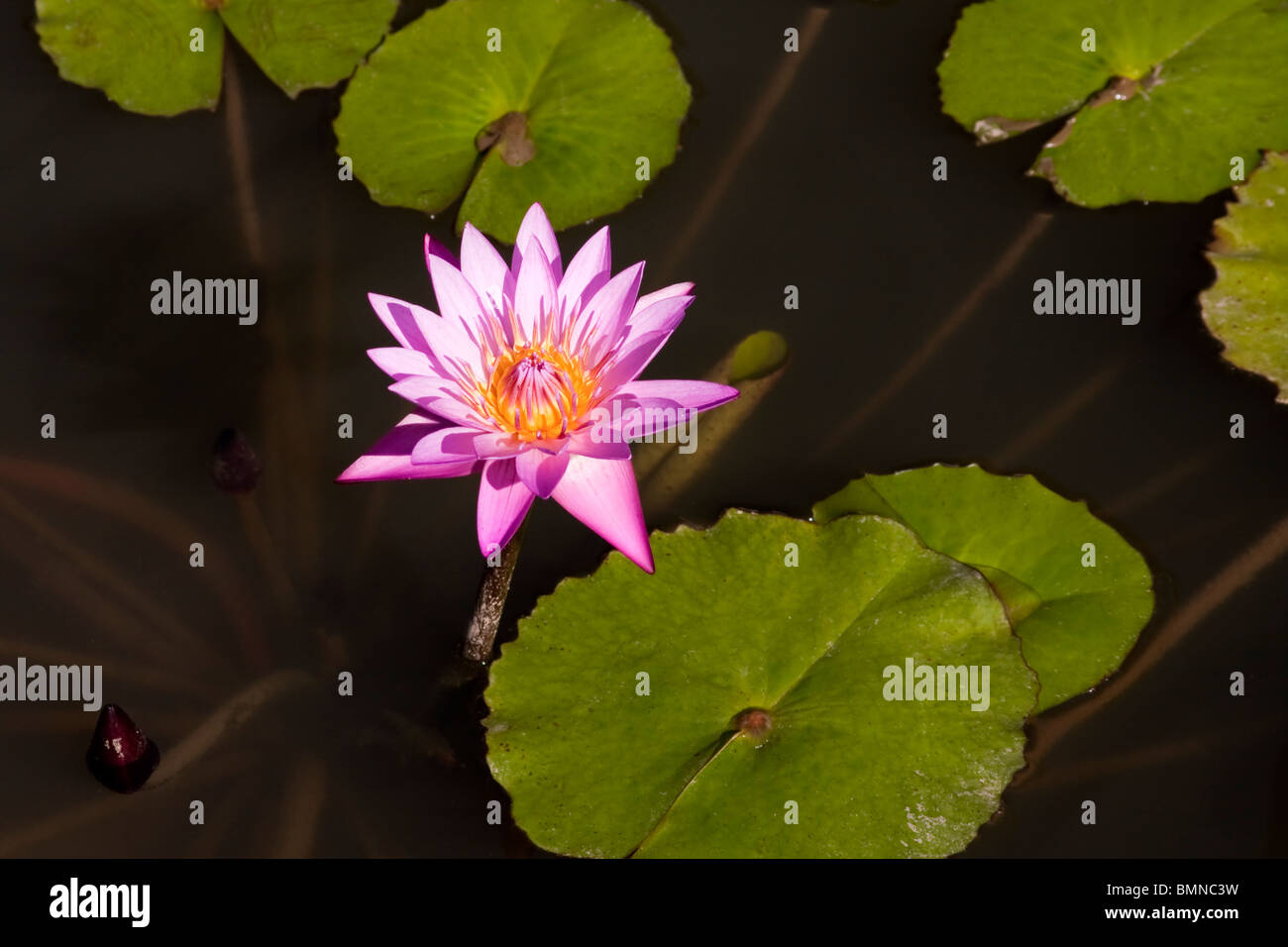 Acqua di rosa Lily bagnato dal sole Foto Stock