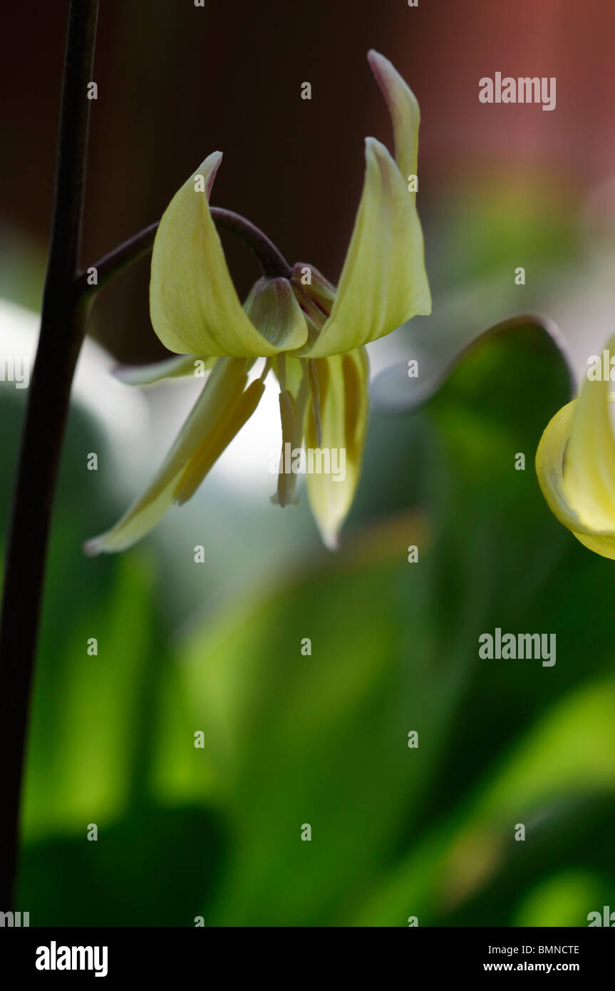 Erythronium pagoda giglio di valanghe, Fawn Lily, ghiacciaio Lily, trota fiore di giglio fiore primavera sbocciano i fiori Foto Stock