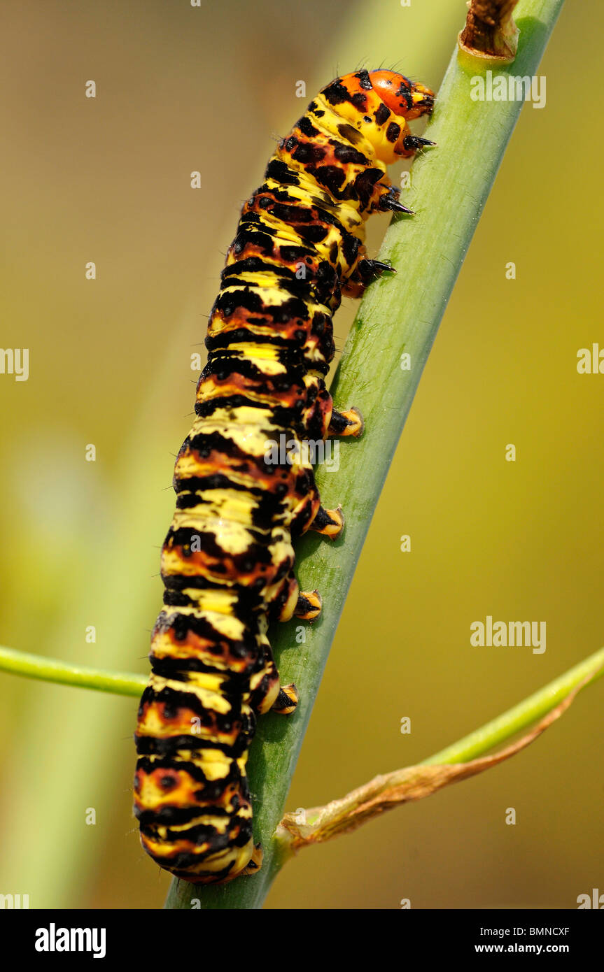 Caterpillar della ciliegia spot falena o Lily borer (Diaphone eumela), Namaqualand, Sud Africa Foto Stock