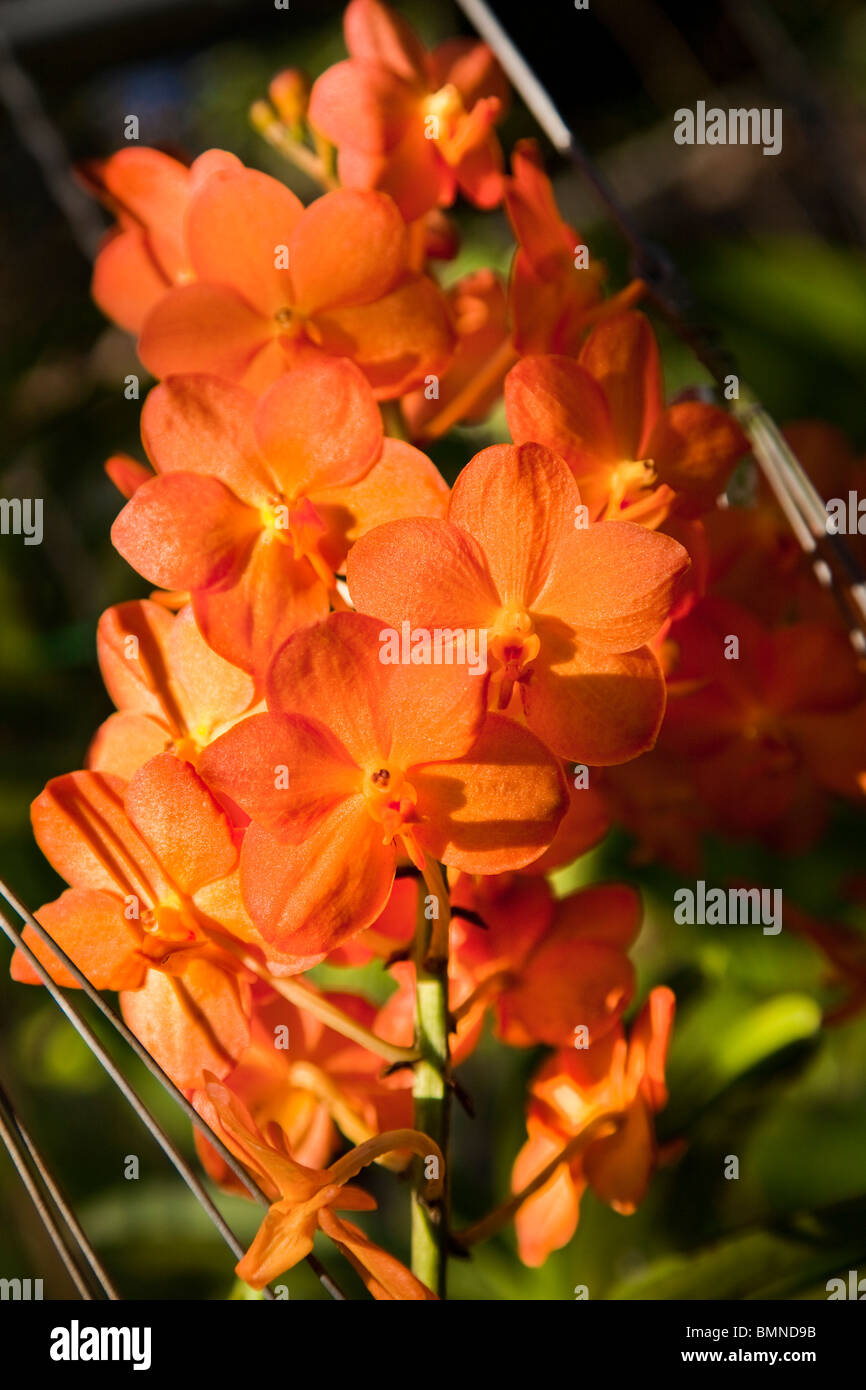 Orange Orchid immerso nella luce del sole. Foto Stock