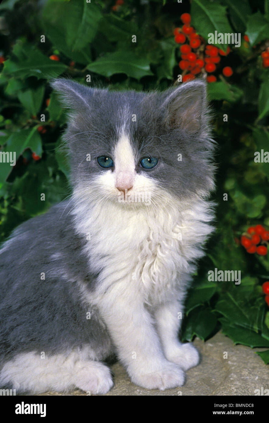 Carino il grigio e il bianco gattino con gli occhi blu seduto su una roccia nel giardino vicino a holly bush Foto Stock