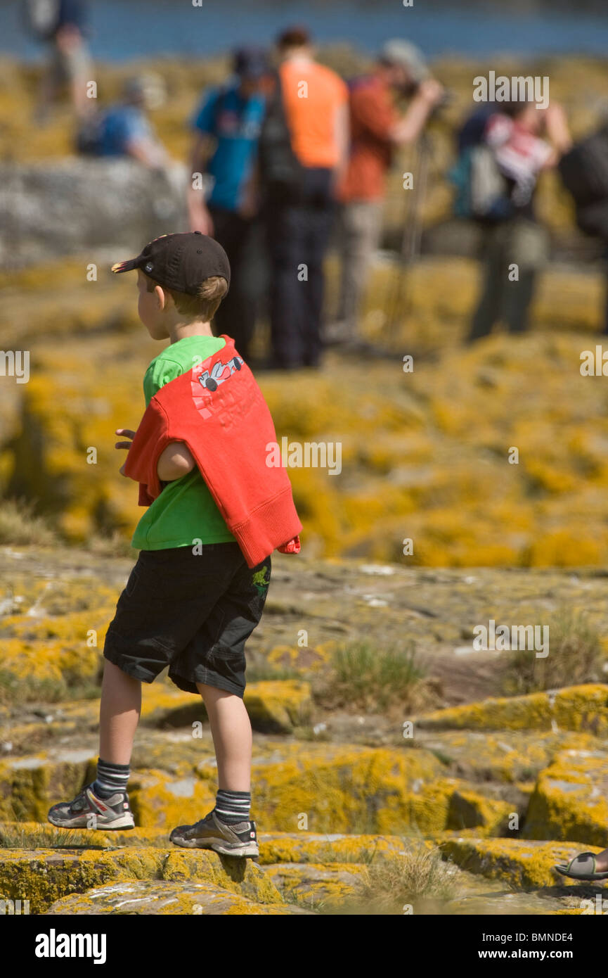 Ragazzo camminando sul lichen rocce coperte farne Islands, Northumberland Coast, Inghilterra, Regno Unito, Europa, giugno Foto Stock