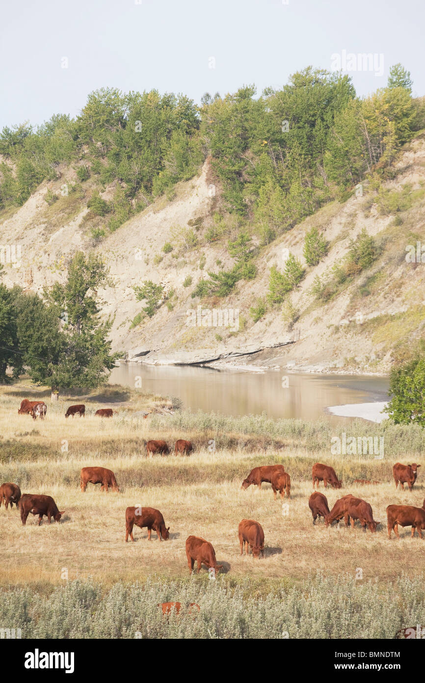 Il pascolo di bestiame in una valle fluviale, Southern Alberta, Canada Foto Stock
