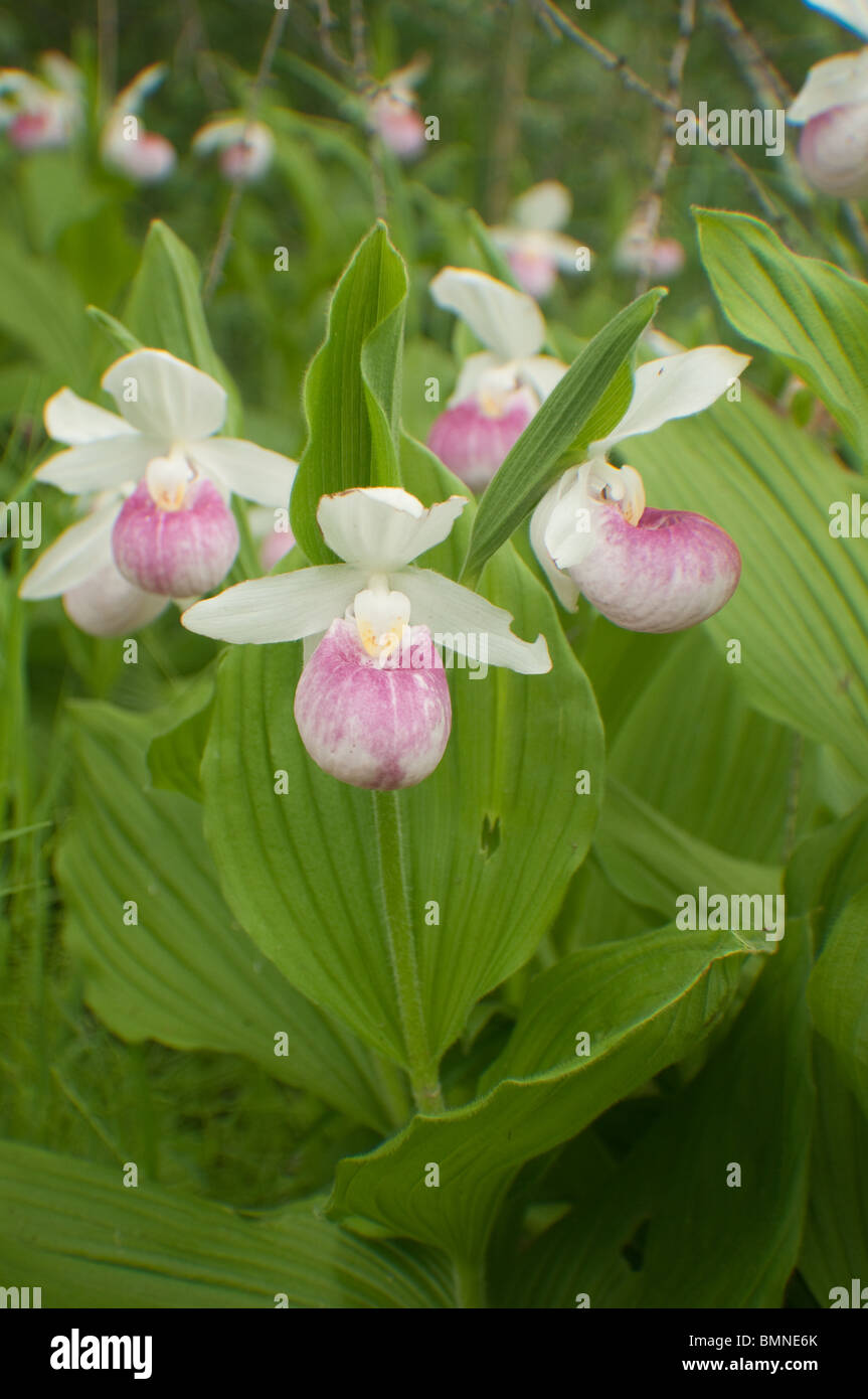 Pink Lady appariscente pantofole sono la Minnesota State flower Foto Stock