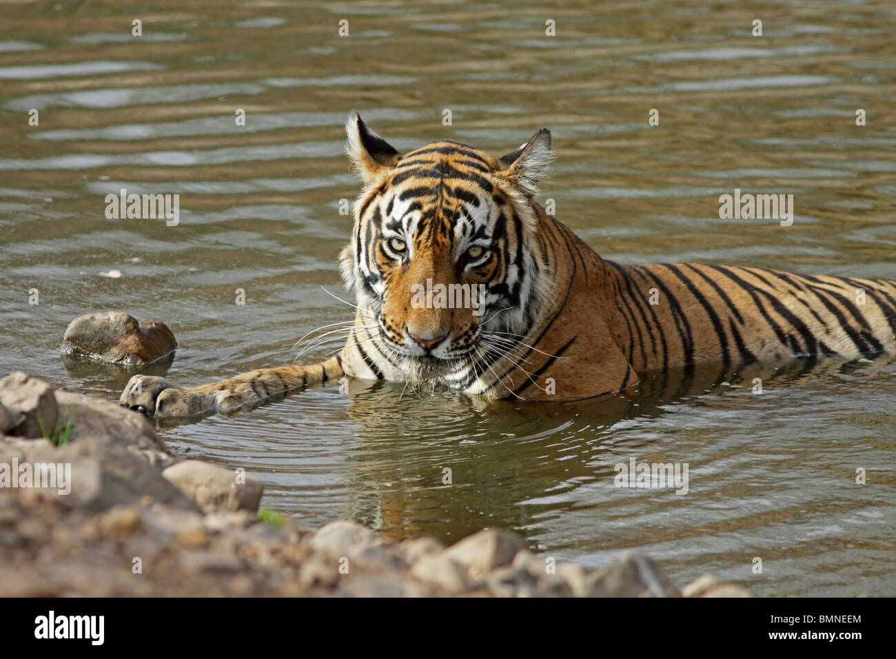 Tigre maschio rilassante in un foro di acqua in Ranthambhore National Park, India Foto Stock