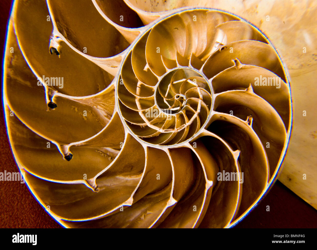 Macro di una sezione del guscio di Nautilus come naturale spirale logaritmica Foto Stock