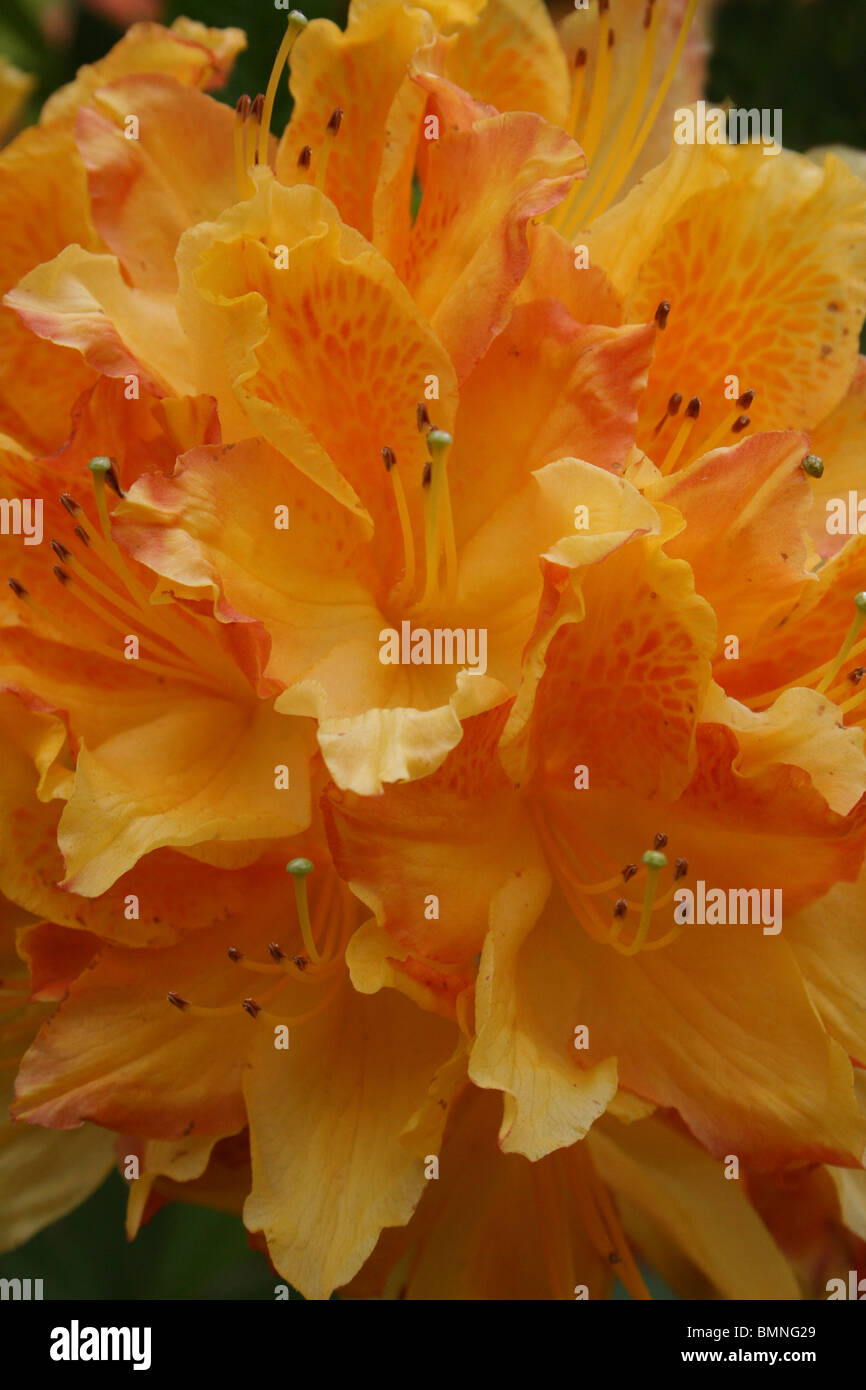 Arancio fiori di azalea prese a Ness Botanic Gardens, Wirral, Regno Unito Foto Stock