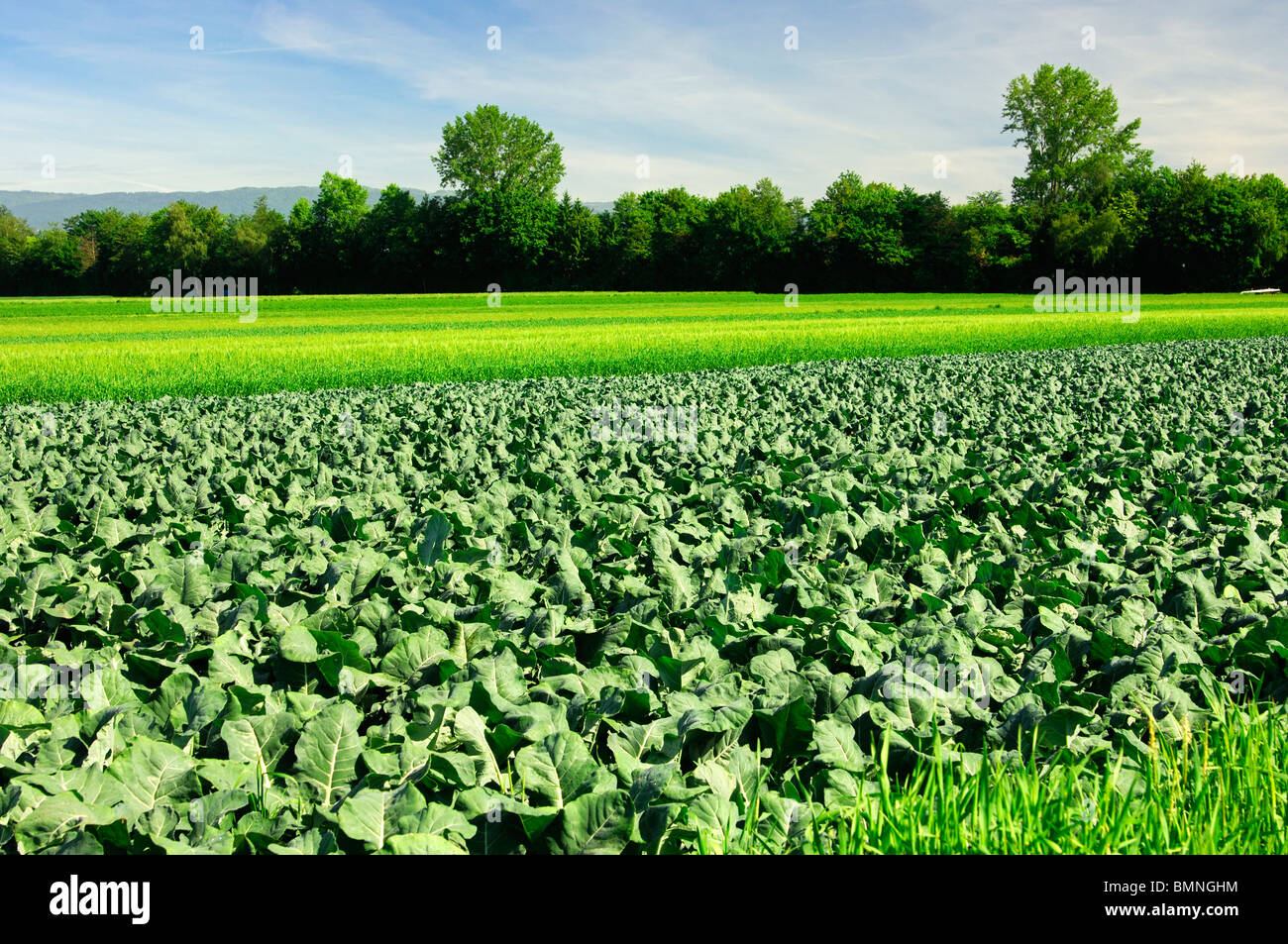 Campo di broccoli, vegetali-crescente area Grosses Moos, Seeland regione, Svizzera Foto Stock