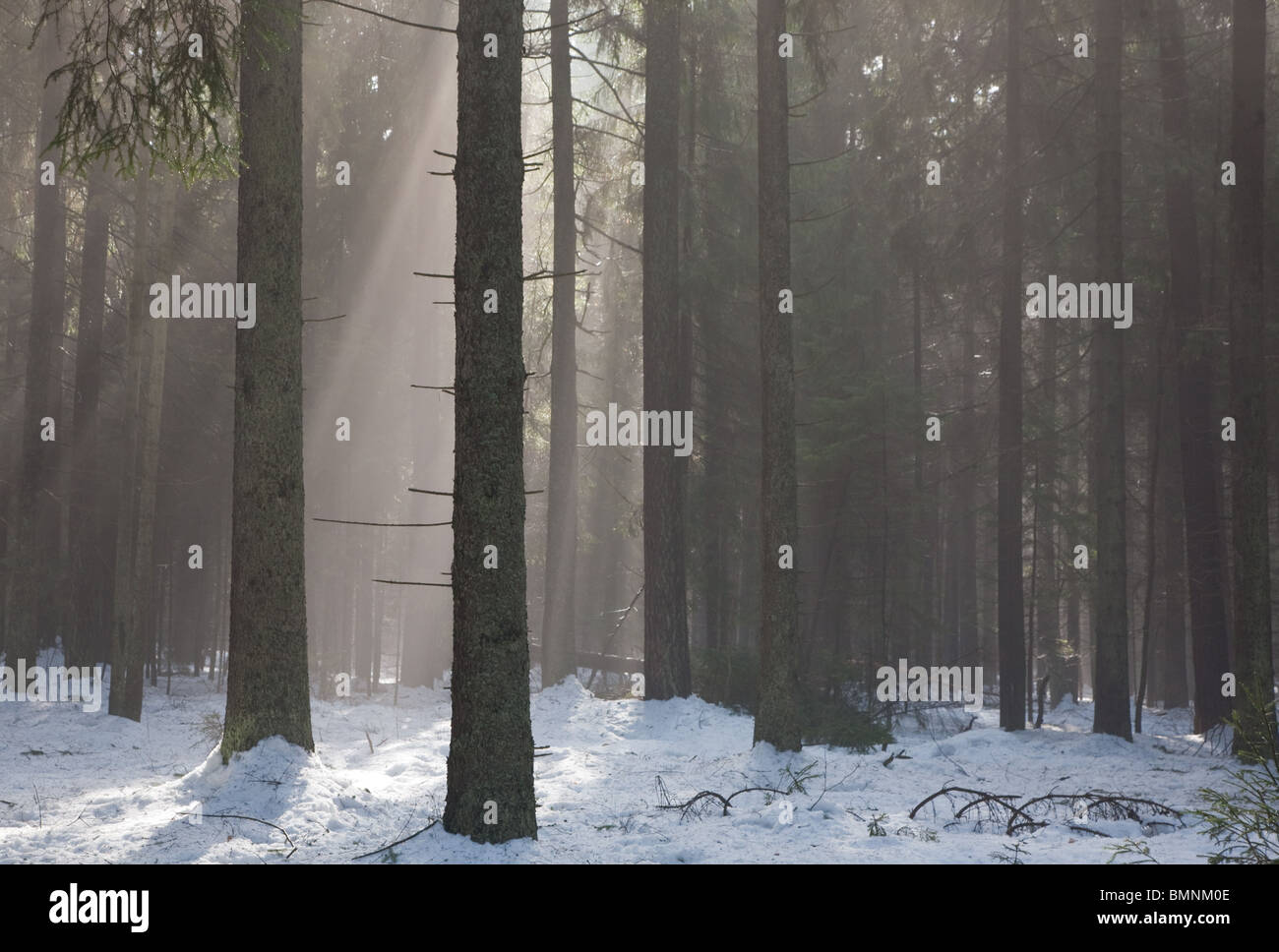 Paesaggio invernale di conifere stand con raggi di sole di entrare misty forest Foto Stock